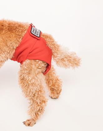 Hygienic pants for female dogs